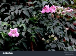 Image result for Podranea brycei