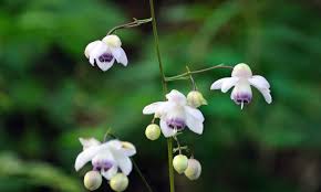 - 御岳山レンゲショウマ開花情報