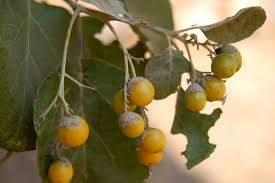 Image result for Cordia africana