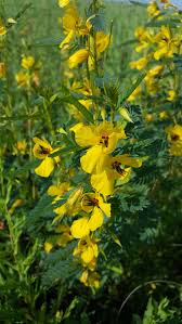 Image result for Chamaecrista biensis