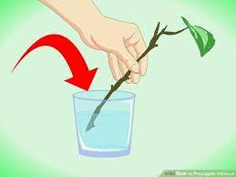 How To Propagate Hibiscus Hibiscus Tree Hibiscus Plant Hardy Hibiscus