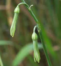 Image result for Dipcadi marlothii