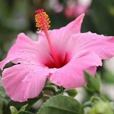 Image result for Hibiscus meyeri