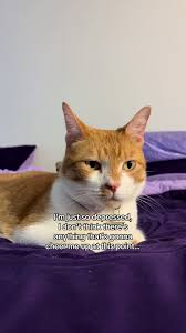 Image result for Blanc 1988 ARO