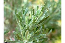 Image result for Polystachya tridentata