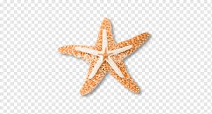 Las estrellas de mar se hicieron famosas sobre todo por. Estrella De Mar Estrella De Mar Animales Naranja Dibujos Animados De Estrellas De Mar Png Pngwing