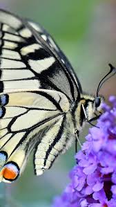Having been strategically placed on a preferred tree species, a newly hatched caterpillar won't need to travel at all to start feeding on its favorite leaves; Swallowtail Butterfly Little Purple Flowers 640x1136 Iphone 5 5s 5c Se Wallpaper Background Picture Image