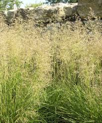 Deschampsia cespitosa, commonly known as tufted hairgrass or tussock grass, 1 is a perennial tufted plant in the grass family poaceae. Rasenschmiele Waldschmiele Pflanzen Und Pflegen Mein Schoner Garten