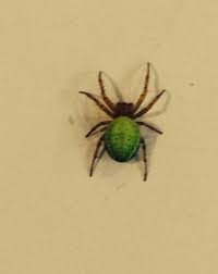 Micrathena spiders feed mostly on small flies, gnats and mosquitoes. Spider Invasion How Do I Know If A Spider In My Garden Is Dangerous Irish Mirror Online
