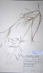 Image result for Aristida scabrivalvis