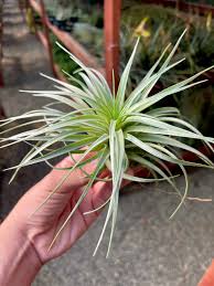 Image result for Moraea stricta