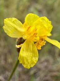 Image result for Xyris capnoides