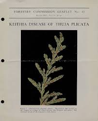 Image result for didymascella thujina