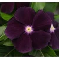 Hal ini dikarenakan bentuknya yang indah, warnanya menarik dan mempunyai aroma. Jual Bunga Vinca Terbaik Harga Murah August 2021 Cicil 0
