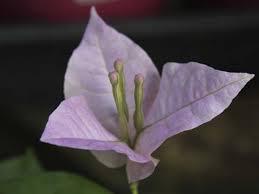 Growing bougainvillea is one of our specialities, particularly the dwarf bambino range of bougainvillea which we currently grow more than a dozen varieties of, along with some of the traditional larger varieties. Bougainvillea Bambino Krishna