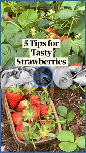 5 Tips For Tasty Strawberries In 2021 Fruit Garden Vegetable Garden Diy Cottage Garden Plants