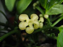 Image result for Plukenetia