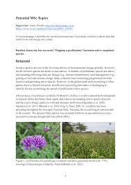 Image result for Gutenbergia cordifolia