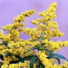 These Are The Top Deer Resistant Plants For The South Goldenrod Flower Day Lilies Yellow Plants