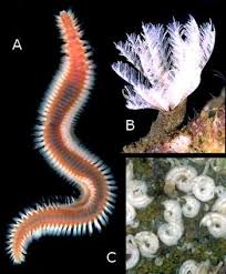 Image result for Polychaeta spp.