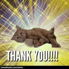 51 Nice Thank You Memes With Cats Thank You Cat Meme Thank You Memes You Meme