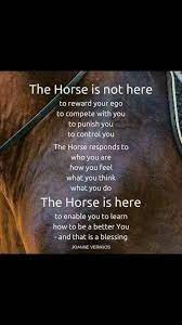 Unique Campaigned Horse Care Shop Now Inspirational Horse Quotes Horse Riding Quotes Horse Quotes