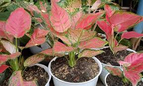 Ini ada beberapa pot bunga keladi yang cantik untuk anda lihat dan semoga saja suatu saat nanti anda pun bisa melakukan penghijauan walau di pekarangan rumah. Agar Tetap Segar Begini Syarat Tumbuh Tanaman Hias Dalam Ruangan