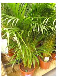 Yellow leaves normally indicates excess water or insufficient light. Areca Palm Butterfly Palm Dypsis Lutescens