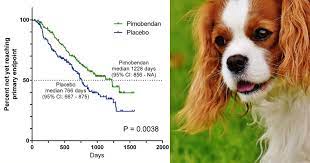 Dogs On Pimobendan Lifespan Side Effects Walkerville Vet