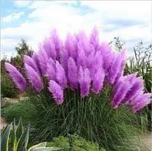 One nie boją się zimy. Nasiona Traw Pampas Patio I Ogrodowe Doniczkowe Rosliny Ozdobne Nowe Kwiaty Rozowy Zolty Bialy Fioletowy Purple Pampas Grass Grasses Garden Pampas Grass Seed