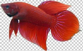 Think your betta fish has fin or tail rot? Siamese Fighting Fish Veiltail Png Clipart Animals Aquarium Betta Betta Fish Drawing Free Png Download