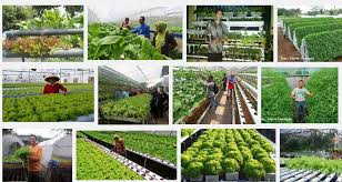 Selain bayam, jenis tanaman yang menguntungkan dan cepat panen yang lainnya adalah kangkung. Tips Memilih Hidroponik Yang Paling Menguntungkan Bibit Online