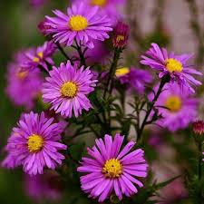 Image result for Aster