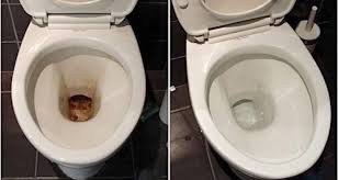 Pour nettoyer le fond des wc, videz tout d'abord l'eau de la cuvette. L Astuce Pour Nettoyer Le Fond Des Toilettes Astuces Express