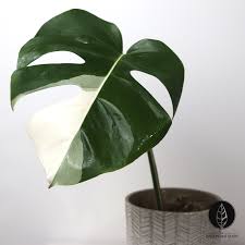 Monstera