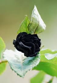 Download and use 70,000+ rose flower stock photos for free. Pin On Roses