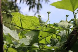 We did not find results for: How To Grow Zucchini Vertically