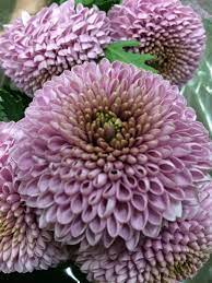 Large Lavender Button Mums Purple Flowers Lavender Flowers Lovely Lavender