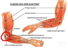 Muscles contributing to function are all flexion (biceps brachii, brachialis, and brachioradialis) and extension muscles (triceps and anconeus). Arm Tendon Anatomy Anatomy Drawing Diagram
