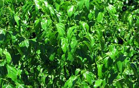 Image result for Colubrina asiatica