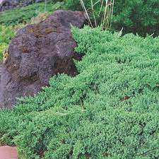 Robot Check Japanese Garden Plants Evergreen Plants