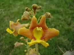 Image result for Gmelina arborea