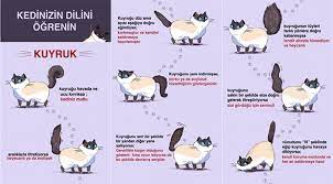 kedilerin beden vucut dili anlamlari kedi blog