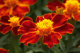 Image result for Tagetes patula