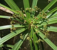 Image result for Cyperus maculatus