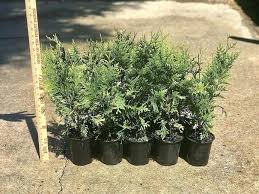 Green Giant Arborvitae Qty Live 4 Pots Evergreen Privacy