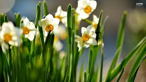 White Daffodil Flower Background Wallpaper Trends