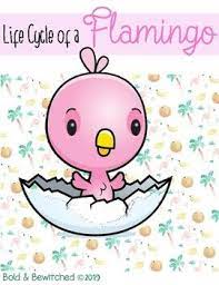 Pin On Bold And Bewitched Tpt