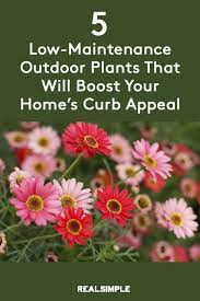 Low Maintenance Plants To Boost Your Home S Curb Appeal Low Maintenance Plants Outdoor Low Maintenance Plants Outdoor Curb Appeal