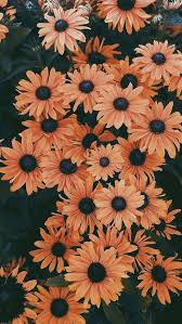 Wallpaper Wallpaperiphone Tumblr Cute Simple Babypink Quotes Pattern Iphone Cool Flowers W Sunflower Wallpaper Phone Wallpaper Aesthetic Wallpapers